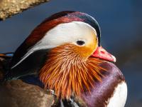 Mandarinente Männchen